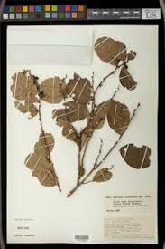 Image result for Bridelia ripicola