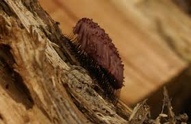 Image result for Stemonitis fusca