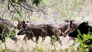 Texas has a few tracts of public land that is perfect for hog hunting. A Plague Of Pigs In Texas Science Smithsonian Magazine