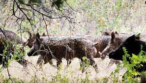 Before we head right into these desired spots, it's important to note that wild hogs are not deers and that whenever you'd shoot a hog with an aim you'd usually target a dear, chances are you'd end up with a gut shot — ultimately missing your. A Plague Of Pigs In Texas Science Smithsonian Magazine