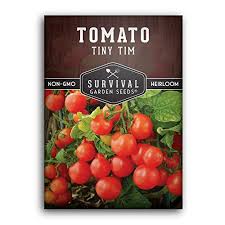 Tiny tim is a popular variety for container growing or very small spaces. How To Grow Tomatoes In Containers 5 Tips For Success