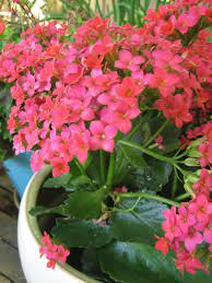 Contain Yourself Potted Kalanchoe Plants Urban Garden Design Propagating Plants