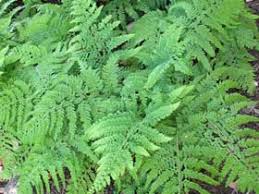 Image result for Microlepia speluncae