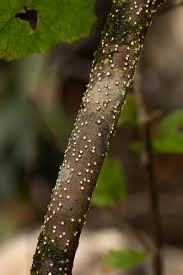 Image result for Croton madandensis