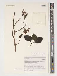 Image result for Mimulopsis excellens