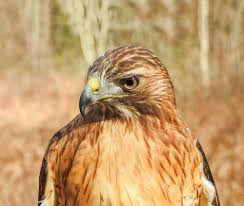 We did not find results for: I M A Hawk Magnet Intobirds