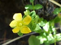 Image result for Hypericum peplidifolium