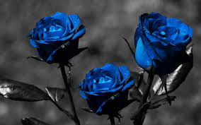 Here are only the best red rose wallpapers. Blue Rose Wallpaper For Desktop 9 Cool Hd Wallpaper Blue Rose Hd Wallpaper Download 1280x800 Wallpaper Teahub Io