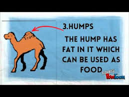 There are only three species of camels, the dromedary camels, bactrian camels, and they are physiologically and anatomically armed with homeostatic traits which have allowed them to reproduce, survive, and support human life in hostile environments. Camel Adaptation Youtube
