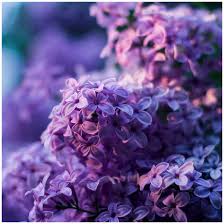 Big Chill Appliances In All Shades Of Purple