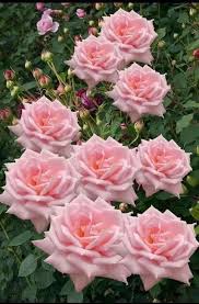 To inspire and give you ideas, here are photos of house beautiful's favorite garden. Image In Blooming Lovely Flowers And Plants Collection By Lucian Beautiful Rose Flowers Amazing Flowers Pretty Flowers