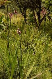 Image result for Eulophia horsfallii