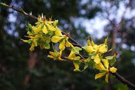 Image result for Ochna richardsiae