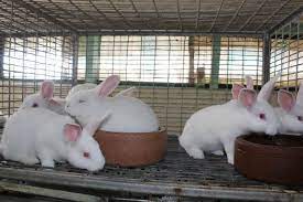 If you play an instrument start immediately. 7 Ways You Can Make Money In Rabbit Farming P M News