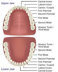 Occurrence may be single or multiple, unilateral or bilateral, erupted or impacted, and in one or both jaws. Tooth Anatomy Gosford Experienced Dentists Vc Dental