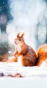 Winterbilder tiere als hintergrundbild : Winterbilder Tiere Als Hintergrundbild Kostenlose Winter Dekoration Fur Ihren Desktop Schieb De Eigene Oder Heruntergeladene Bilder Liegen Auch Dann Am Ursprunglichen Speicherort Wenn Sie Sie Als Hintergrundbild Eingesetzt Haben Mixed Blogs