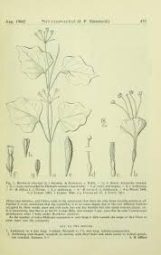 Image result for Commicarpus