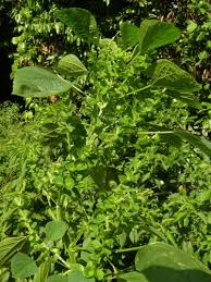 Image result for Acalypha indica