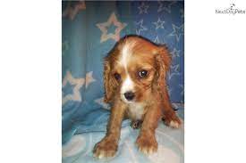 Meet Male A Cute Cavalier King Charles Spaniel Puppy For Sale For 500 King Charles Cavalier Spaniel Puppy Cavalier King Charles Spaniel King Charles Spaniel