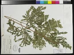 Image result for Selaginella eublepharis