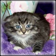 Black Tabby With White Long Hair Scottish Fold Kitten Scottish Fold Kittens Cat Scottish Fold Scottish Fold