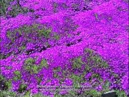 Image result for Delosperma spp.