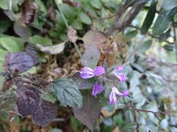 Image result for Dicliptera sp. C