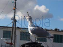 Check spelling or type a new query. Vermontcanada Mute Siedhoff Pfauenauge Auf Schmetterlingsflieder Stock Photo Picture And Low Budget Royalty Free Image Pic Esy 020907718 Agefotostock Wir Konnen Daher Nicht Sicherstellen Dass Jede Funktion Gestaltung Bilder Und