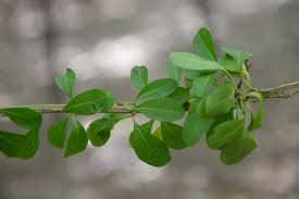 Image result for Volkameria