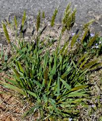 Image result for Anthoxanthum