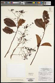 Image result for Embelia schimperi