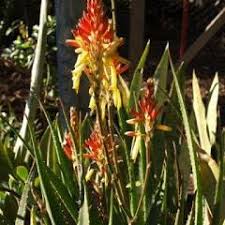 Image result for Aloe lutescens