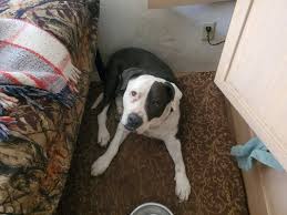 He really loves animals and wants to work with you to keep your pets healthy and happy. Broadway Animal Hospital 50 Reviews Pet Sitting 2300 E Broadway Blvd Tucson Az Phone Number