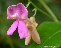 Image result for Adenodolichos punctatus