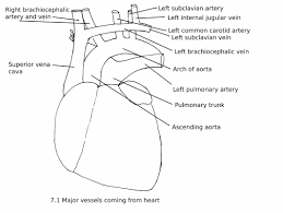 Lobules are the functional units of the liver and consist of millions of cells called filters the blood: Major Blood Vessels Myhumananatomy