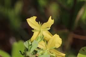 Image result for Humularia meyeri-johannis