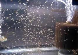 X research source the male will also attempt to push the female against the side of the tank or into any plants, in order to force her to spawn. Baby Goldfish Eggs That Hatched In An Aquarium Goldfish Breeding Goldfish Goldfish Care