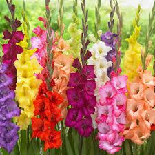 Edited jun 28, 2013 by birdymckee. Gladioli Butterfly Mixed 12cm J Parker Dutch Bulbs