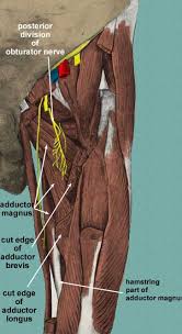 It is part of the lower limb. Medial Thigh