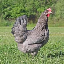 Olive Eggers Egg Laying Chickens Olive Egger Laying Chickens