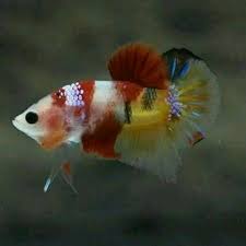 Jenis ikan cupang fancy merupakan ikan cupang yang cukup terkenal di kalangan penggemarnya. View Harga Ikan Cupang Nemo Koi Galaxy Background