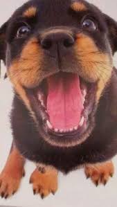 Lancaster puppies advertises puppies for sale in pa, as well as ohio, indiana, new york and other states. 55 Best German Rottweiler Puppies Ideas Rottweiler Puppies Rottweiler Puppies