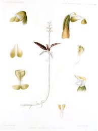 Image result for Zeuxine africana