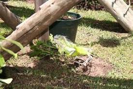 Puree 3 garlic cloves and 4 fresh habanero peppers in your blender. Safe Plants Flowers And Trees For Iguanas And Other Reptiles Our Reptile Forum