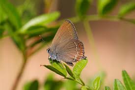 Image result for Satyrium sceptrum