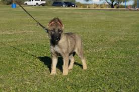 Maybe you would like to learn more about one of these? German Shepherd Puppy Susan Zauberberg