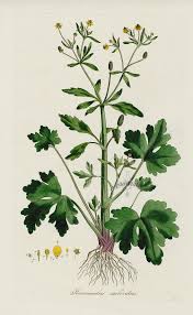 Image result for Ranunculus sceleratus