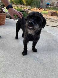 Safe and comfortable shipping anywhere in the us. Schnauzer Mix Pets And Animals For Sale Dallas Tx