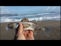 شرح طريقة وصيد القاروص بتقنية السبينينغ شرق الجزائر In 2020 Outdoor Water Coastline