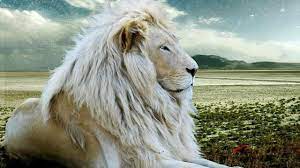 Maybe you would like to learn more about one of these? 69 White Lion Wallpapers On Wallpapersafari